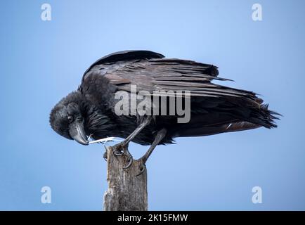 Un Raven comune (Corvus corax) che si trova su uno stand di legno a Sydney, NSW, Australia (Foto di Tara Chand Malhotra) Foto Stock