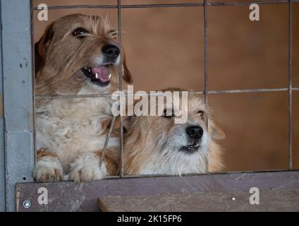 Cani abbandonati carini in piedi dietro le sbarre in asilo per i leoni vagabondo e implorando per l'attenzione, la cura e l'amore Foto Stock