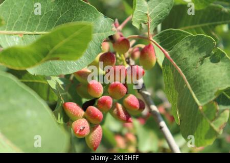 Un primo piano di noci di Pistacchio che maturano su un albero Foto Stock