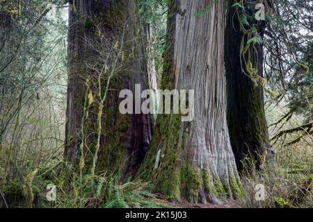 WA22032-00..WASHINGTON - tre grandi, vecchi alberi di cedro rosso occidentale visti lungo il sentiero del fiume Hoh nella foresta pluviale di Hoh del Parco Nazionale Olimpico. Foto Stock