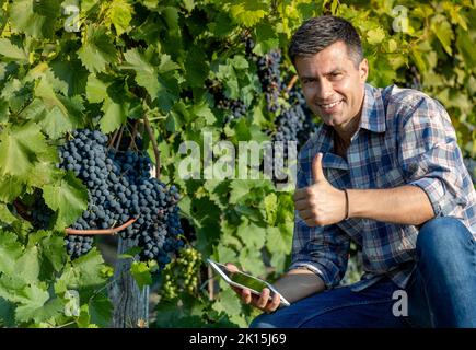 Coltivatore soddisfatto che controlla l'uva in vigna e che mostra il pollice in su Foto Stock
