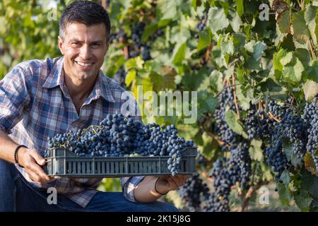 Attraente uomo maturo che tiene cassa di plastica con uve mature in vigna in estate Foto Stock