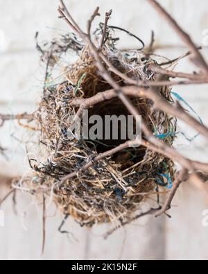 Un nido di uccelli di Baltimora Oriole vuoto, Icterus galbula, attaccato a piccoli rami, fatti di erbe e pezzi di plastica, caduto da un albero. Kansas, Foto Stock