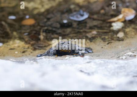 Ululone appenninico - rospo di colore giallo (Bombina pachypus) Foto Stock