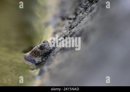 Ululone appenninico - rospo di colore giallo (Bombina pachypus) Foto Stock