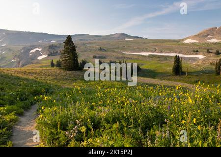 Il Teton Crest Trail si snoda lungo i fiori selvatici arnica vicino al Fox Creek Pass all'alba. Jedediah Smith Wilderness, Wyoming Foto Stock