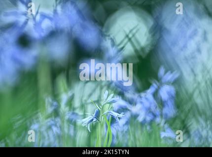 Fuoco morbido di delicati giacintoides non scripta fiori che crescono in campo erboso in serata in campagna Foto Stock
