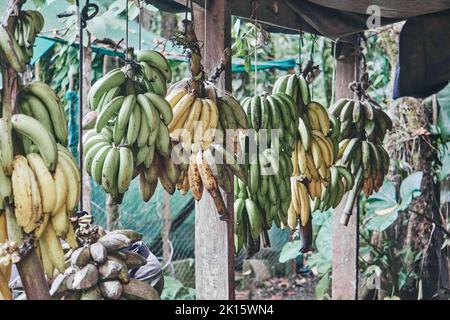 Mazzo di banane verdi e gialle appese e maturate dopo la raccolta in azienda agricola ecologica Foto Stock