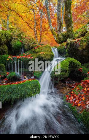 Lunga esposizione di ruscello con acqua pulita che scorre su rocce muschiose ricoperte di foglie d'arancio il giorno d'autunno nella Foresta di Faggio Argovejo, Spagna Foto Stock