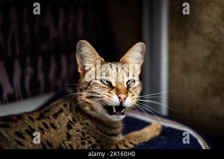 Savannah Cat siede su un cuscino a piedistallo su uno sfondo di verde Foto Stock