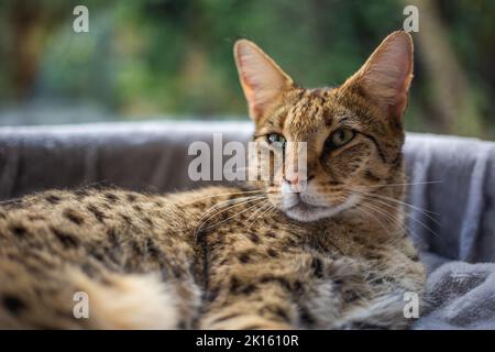 Savannah Cat siede su un cuscino a piedistallo su uno sfondo di verde Foto Stock