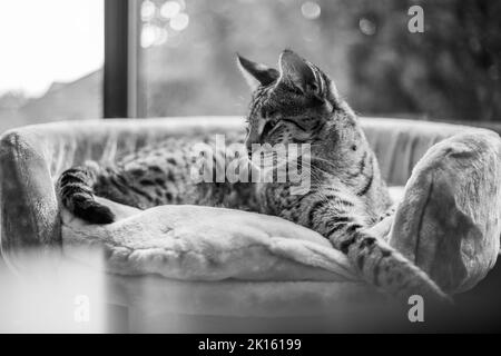 Savannah Cat siede su un cuscino a piedistallo su uno sfondo di verde Foto Stock