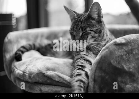 Savannah Cat siede su un cuscino a piedistallo su uno sfondo di verde Foto Stock