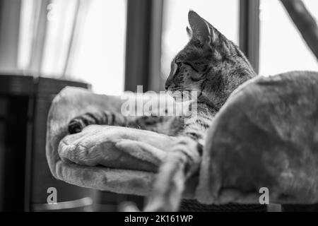 Savannah Cat siede su un cuscino a piedistallo su uno sfondo di verde Foto Stock