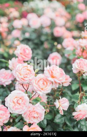 Rose rosa color pesca nel Portland International Rose Test Garden. Foto Stock