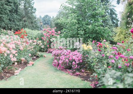 Rose colorate nel Portland International Rose Test Garden. Foto Stock