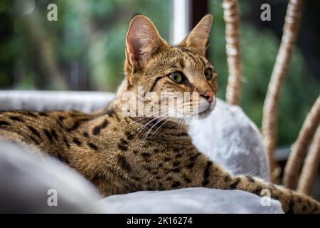 Savannah Cat siede su un cuscino a piedistallo su uno sfondo di verde Foto Stock