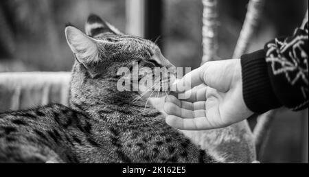 Savannah Cat siede su un cuscino a piedistallo su uno sfondo di verde Foto Stock