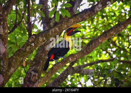 Tucan uccello selvaggio, giallo-gola, Ramphastos ambiguus nella natura del Costa Rica vicino a Jaco. Che riposa in albero su ramo nella foresta pluviale tropicale. Centro A Foto Stock