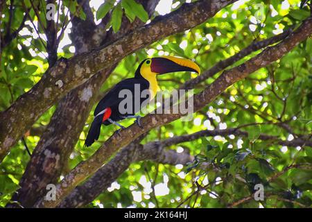 Tucan uccello selvaggio, giallo-gola, Ramphastos ambiguus nella natura del Costa Rica vicino a Jaco. Che riposa in albero su ramo nella foresta pluviale tropicale. Centro A Foto Stock