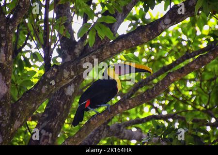 Tucan uccello selvaggio, giallo-gola, Ramphastos ambiguus nella natura del Costa Rica vicino a Jaco. Che riposa in albero su ramo nella foresta pluviale tropicale. Centro A Foto Stock