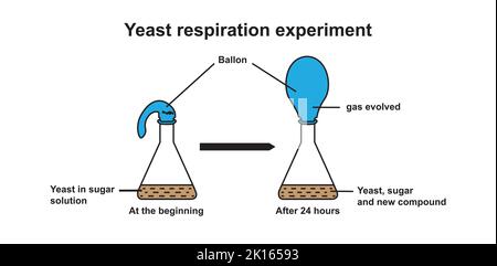 Esperimento del respiro con lievito. Illustrazione vettoriale. Illustrazione Vettoriale