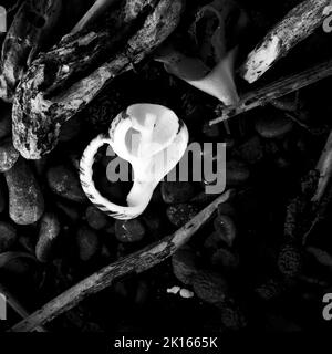 Immagine monocromatica di una conchiglia bianca rotta su una spiaggia di pietra nera. Kaikoura, isola meridionale, Aotearoa / Nuova Zelanda. Foto Stock