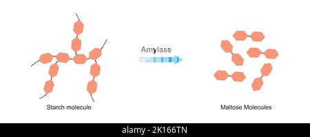 Progettazione scientifica di digestione dell'amido. Effetto dell'enzima amilasi sulla molecola di amido. Maltosio formazione di zucchero. Illustrazione vettoriale. Illustrazione Vettoriale