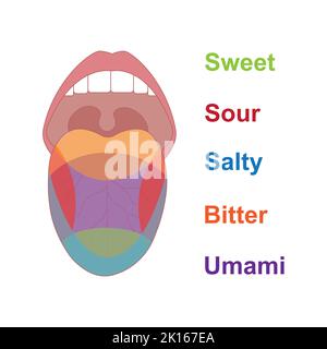 Progettazione scientifica delle aree del gusto della lingua umana. Dolce, acido, salato e amaro. Simboli colorati. Illustrazione vettoriale. Illustrazione Vettoriale