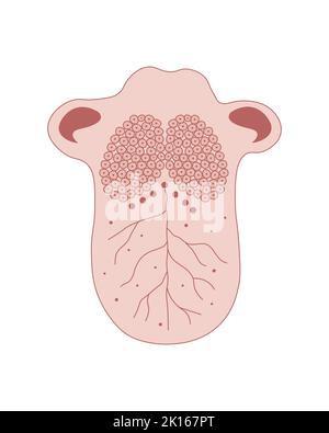 Progettazione scientifica della struttura della lingua umana. Simboli colorati. Illustrazione vettoriale. Illustrazione Vettoriale