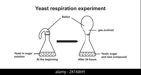 Esperimento del respiro con lievito. Illustrazione vettoriale. Illustrazione Vettoriale
