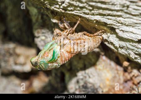 Cicada (Neotibicen Canicularis) del Nord Dog-day che muta e scava la parte posteriore del suo esoscheletro su un tronco di albero Foto Stock