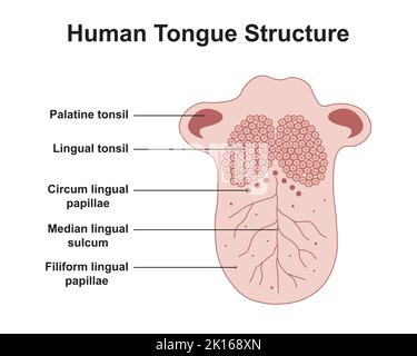 Progettazione scientifica della struttura della lingua umana. Simboli colorati. Illustrazione vettoriale. Illustrazione Vettoriale