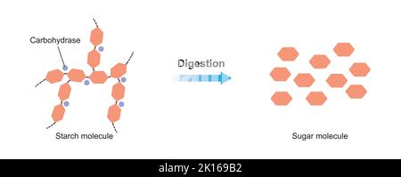 Progettazione scientifica di digestione dell'amido. Effetto dell'enzima idrocarbase sulla molecola di amido. Illustrazione vettoriale. Illustrazione Vettoriale