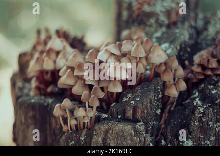 Micena inclinata fungo su vecchio moncone. Gruppo di piccoli funghi marroni su un albero. Fungo immangiabile mincena. Messa a fuoco selettiva. Foto Stock
