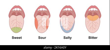 Progettazione scientifica delle aree del gusto della lingua umana. Dolce, acido, salato e amaro. Simboli colorati. Illustrazione vettoriale. Illustrazione Vettoriale