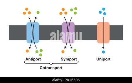 Progettazione scientifica di sistemi di trasporto a membrana. (Uniport, Symport e Antiport). Simboli colorati. Illustrazione vettoriale. Illustrazione Vettoriale