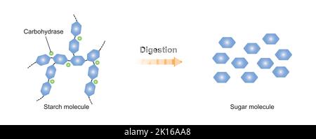 Progettazione scientifica di digestione dell'amido. Effetto dell'enzima idrocarbase sulla molecola di amido. Illustrazione vettoriale. Illustrazione Vettoriale