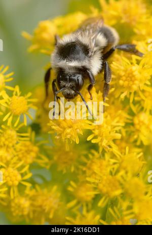Bumble Bee biforme (Bombus bifarius) in fiori di goldenrod (Solidago), Mt. Hood, Oregon, Stati Uniti Foto Stock
