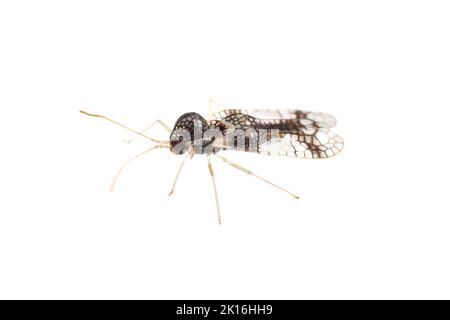 Andromeda Bug pizzo (Stephanitis takeyai) isolato su sfondo bianco. Foto Stock