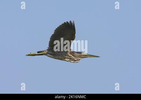Heron striato (Butorides striata) a Kutch, Gujarat, India Foto Stock