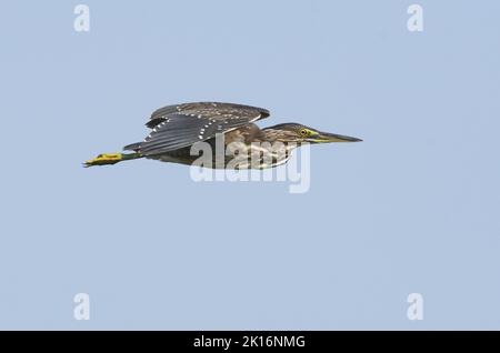 Heron striato (Butorides striata) a Kutch, Gujarat, India Foto Stock