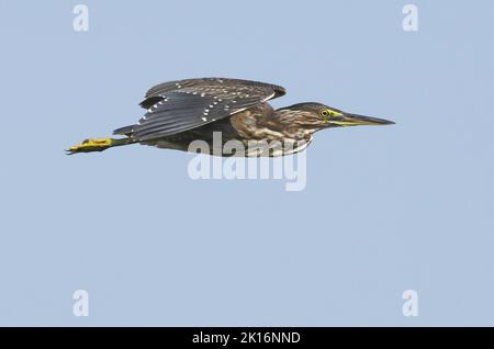 Heron striato (Butorides striata) a Kutch, Gujarat, India Foto Stock