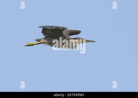 Heron striato (Butorides striata) a Kutch, Gujarat, India Foto Stock