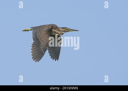 Heron striato (Butorides striata) a Kutch, Gujarat, India Foto Stock