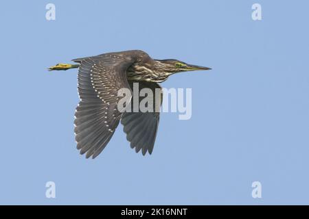 Heron striato (Butorides striata) a Kutch, Gujarat, India Foto Stock