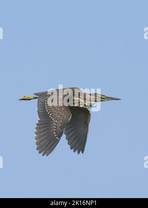 Heron striato (Butorides striata) a Kutch, Gujarat, India Foto Stock
