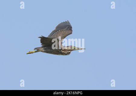 Heron striato (Butorides striata) a Kutch, Gujarat, India Foto Stock