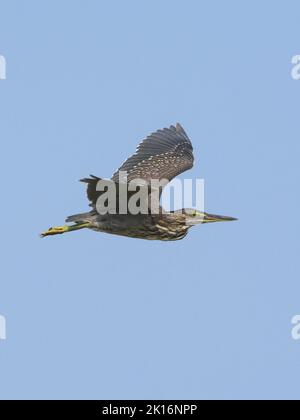 Heron striato (Butorides striata) a Kutch, Gujarat, India Foto Stock