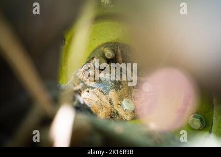 Mozzo ruota di un trattore rurale a passo d'albero. Semi-assale di un trattore nel fango su uno sfondo sfocato. Macchine agricole Foto Stock